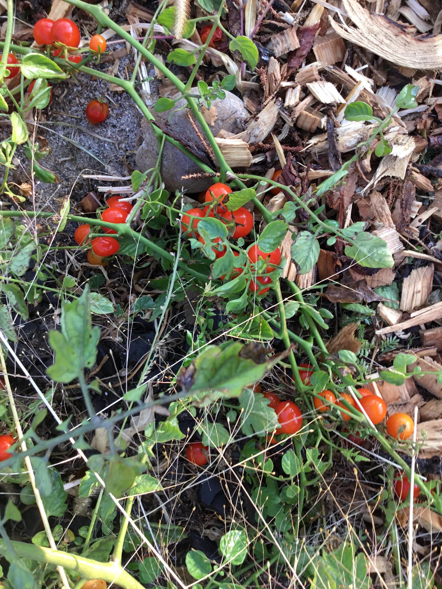 Solanum lycopersicum var. cerasiforme